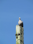20120715 Dove on pole